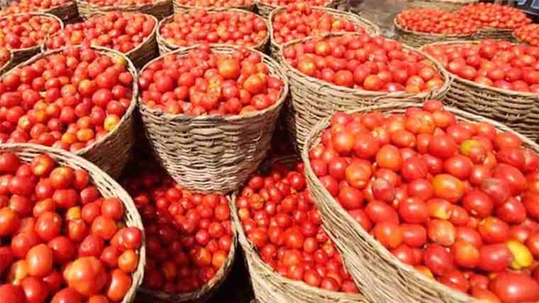 ٹھٹھہ میں ٹماٹر کی پیداوار میں اضافے اور ویلیو ایڈیشن پر ورکشاپ