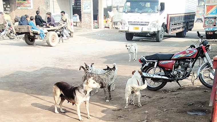 نیو سبز منڈی کے گردنواح میں کتوں کی بھرمار، شہری خوفزدہ