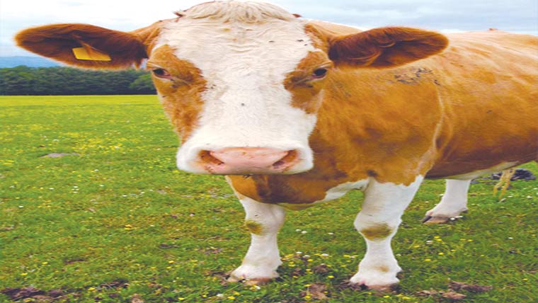 110جانور شہر سے باہر منتقل ،باڑے مسمار