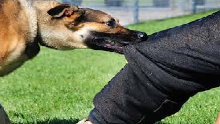 مری ،بائولے کتے نے دو  لڑکیوں ،دو لڑکو ں کو زخمی کر دیا 