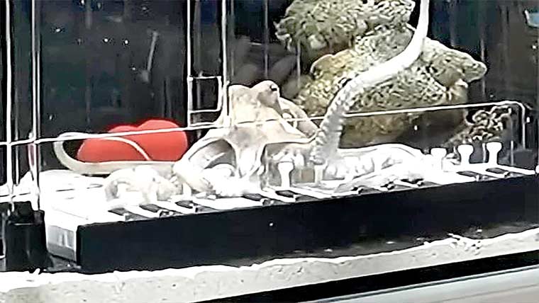 سو یڈش موسیقار نے آکٹوپس کو پیانو بجانا سکھا دیا