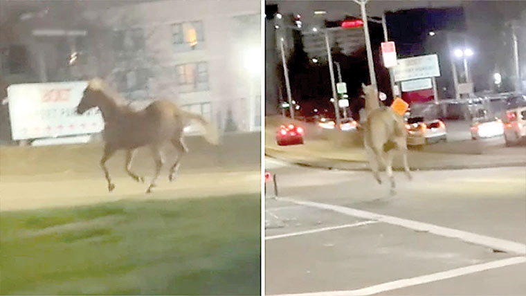 امریکا:گھوڑے نے ایئرپورٹ حکام کی دوڑیں لگوا دیں