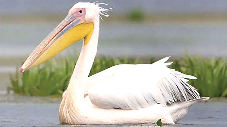  مہمان پرند ہ ملاح کی مہمان نوازی پر یہیں کا ہو کر رہ گیا