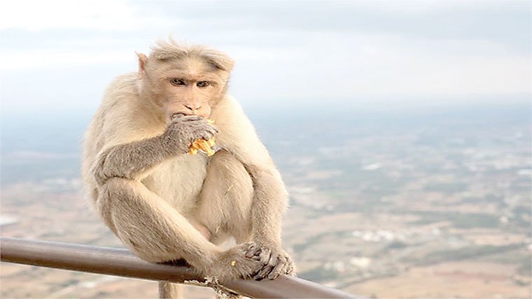 قدیم رومی افسروں اور بھارتی بندروں میں تعلق کا انکشاف 