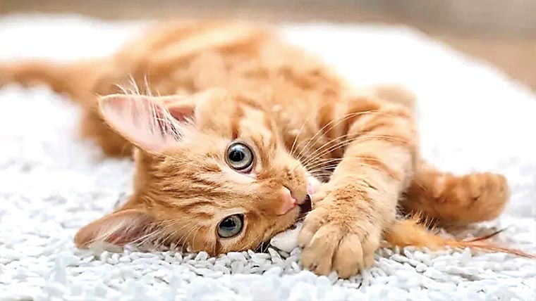 بلیاں عورتوں سے زیادہ مردوں کو میاں کرتی ہیں:تحقیق