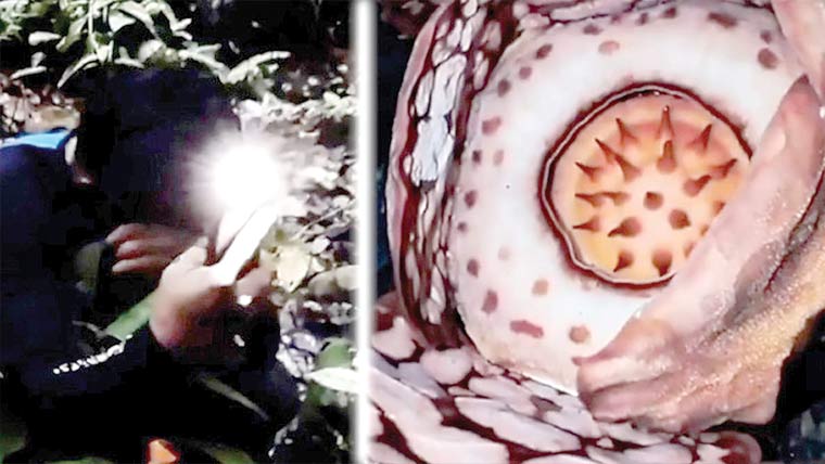  سائنسدانوں نے دنیا کا انتہائی نایاب پھول دریافت کرلیا