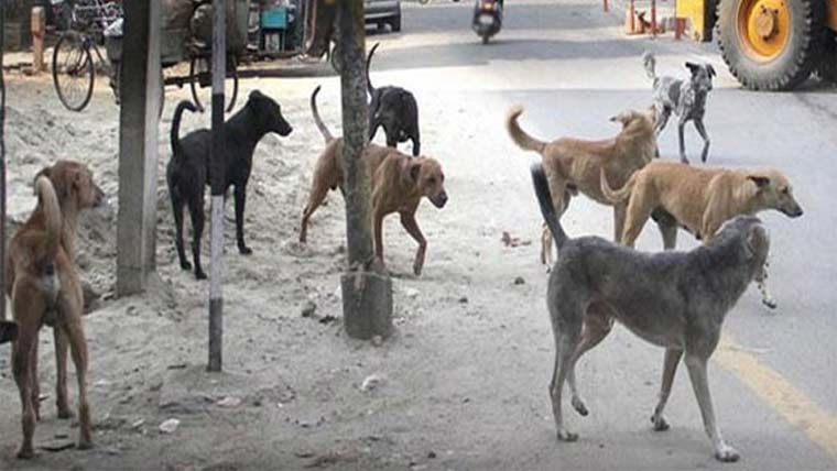 ملتان : آوارہ کتوں کے حملے میں خاتون جاں بحق 