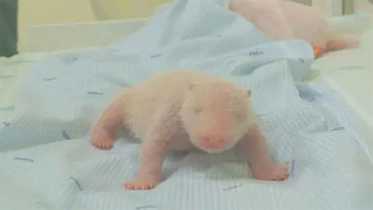 انڈونیشیا میں نایاب نسل کے پہلے پانڈا کی پیدائش