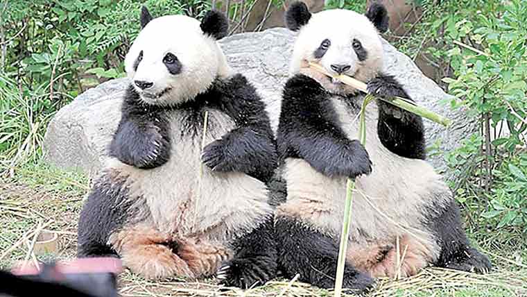 50 برسوں میں پہلی بار جاپان پانڈا سے محروم ہو گا