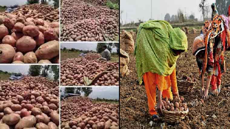 آلو تاریخی سستا، کاشتکار  شدید مالی بحران کا شکار 