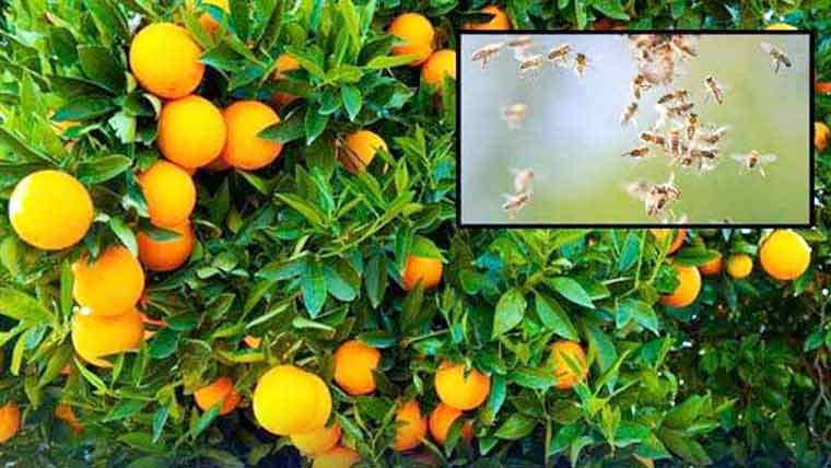 کینو ،مالٹا کی فصل پر فروٹ فلائی کا حملہ