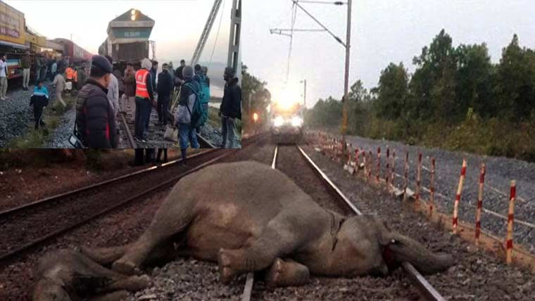 بھارت میں مسافر ٹرین  کی ٹکر سے 7ہاتھی ہلاک