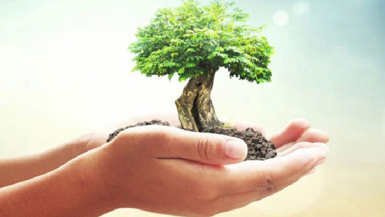   شجر کاری سے اربن سموگ سے نمٹا جاسکتا  ہے ، ترجمان وزارت موسمیاتی تبدیلی 