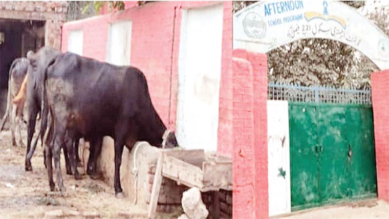 ٹھیکریوالا: سکول کی دیوار کیساتھ لوگ مویشی باندھنے لگے