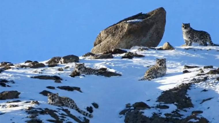   ہنزہ:برفانی مادہ تیندوا کی  3بچوں کے ساتھ تاریخی ویڈیو 