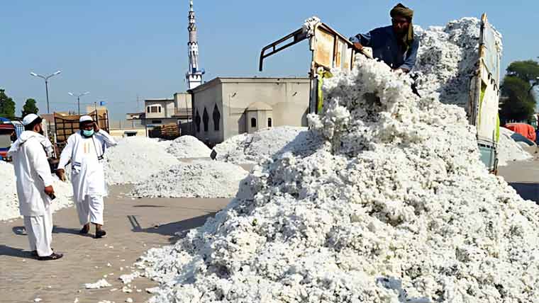 روئی کابھاؤ مستحکم ،پھٹی کی رسد میں کمی ریکارڈ