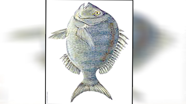  اڈا سمبڑیال میں ریڑھیوں پر مچھلی  فروخت کرنیوالوں کیخلاف کارروا ئی 