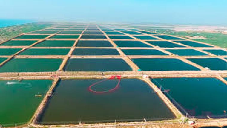 سرگودھا میں جدید آبی زراعت  کا میگا منصوبہ جلد شروع ہوگا