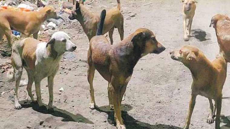  رجانہ: آوارہ کتوں کی بڑھتی ہوئی تعداد شہریوں کیلئے خطرہ