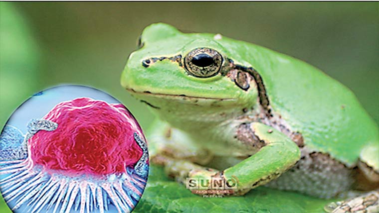 مینڈک میں کینسر کو ختم کرنے والا علاج دریافت