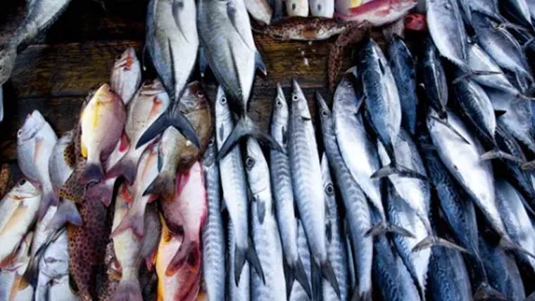 رواں سال مچھلی کی برآمدات میں 19 فیصد اضافہ 