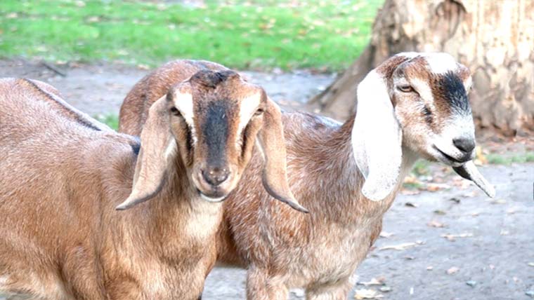 حویلی سے قیمتی بکرے چوری 