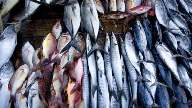 رواں سال مچھلی کی برآمدات میں 19 فیصد اضافہ ریکارڈ