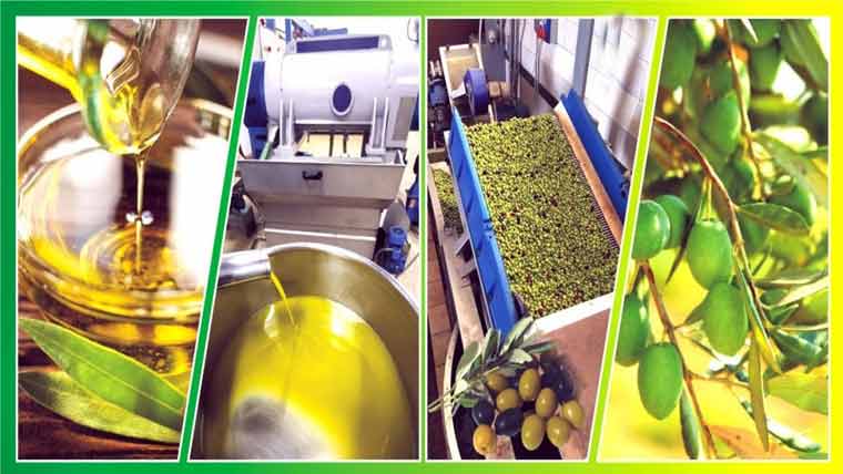 زیتون کی کاشت میں سندھ اہم کردار ادا کرسکتا، زرعی ماہرین