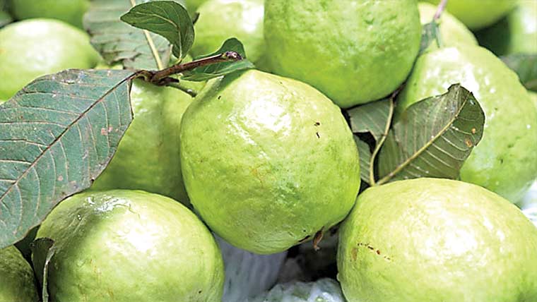 امرود کچا ہے یا پکا، پہچاننے کا صحیح طریقہ جانیں