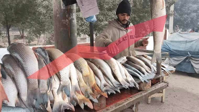 چناب نگر میں مچھلی کی قیمتیں آسمان کو چھونے لگیں