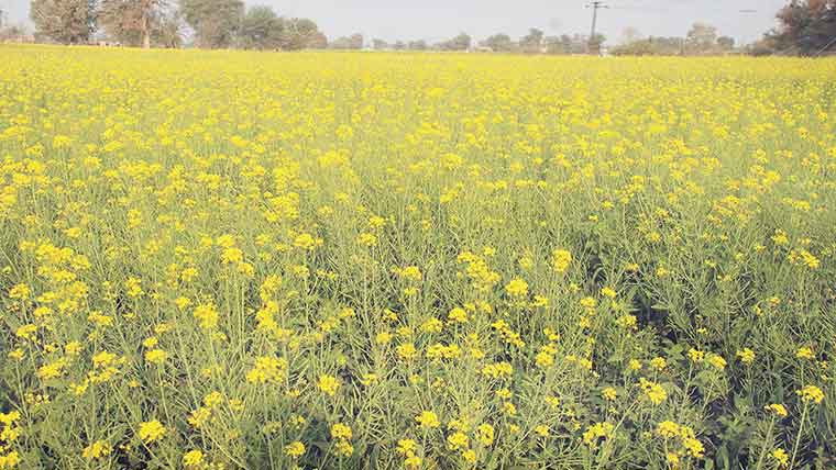 زرعی  قرضے حاصل کر کے ادائیگی نہ کرنے والوں کیخلاف کاروائی کا فیصلہ فہرستیں تیار