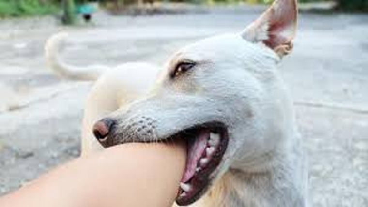  جہانیاں میں آوارہ کتوں  نے کمسن بچے کوکاٹ لیا