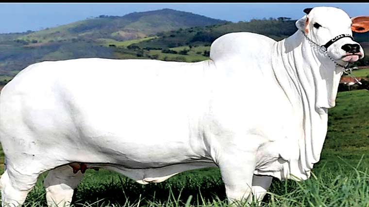  1 ارب 28 کروڑ میں فروخت ہونیوالی گائے کا عالمی ریکارڈ 