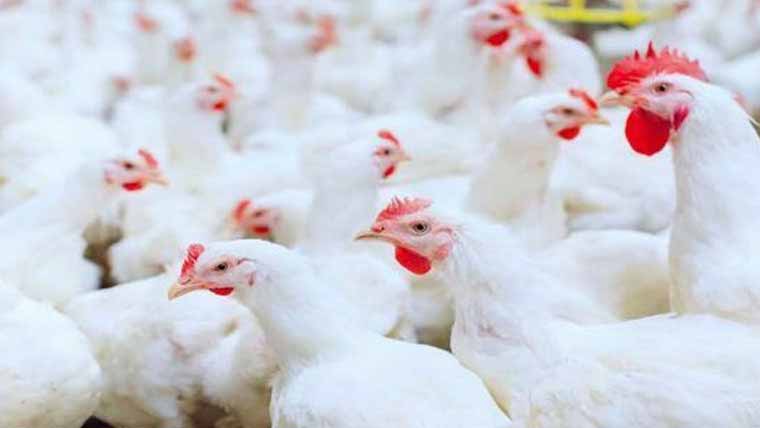  کراچی میں مرغی کے گوشت کی قیمتوں کو پھر پر لگ گئے 