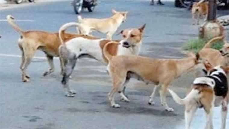  جامکے چٹھہ میں آوارہ اور خارش زدہ کتوں کی بہتات 