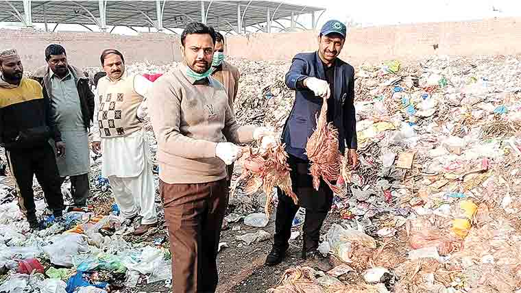 ٹھیکریوالا :گاڑی سے 12 من مردہ مرغیاں برآمد،ملزم گرفتار