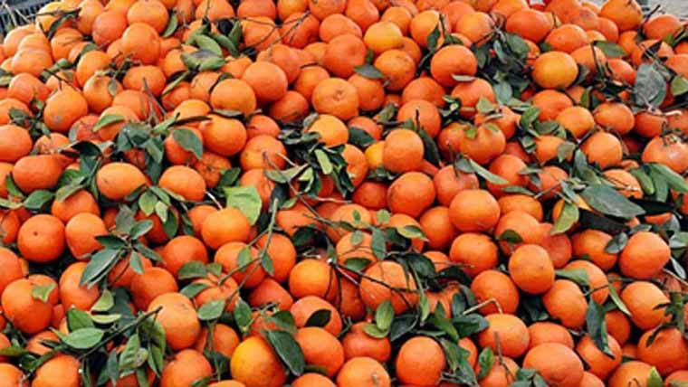 گزشتہ ماہ کینو کی ایکسپورٹ سے 2کروڑ ڈالر کا زرمبادلہ حاصل 