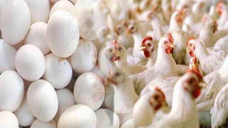 چکن 7 روپے سستا، انڈوں کی قیمت 31 روپے کم 