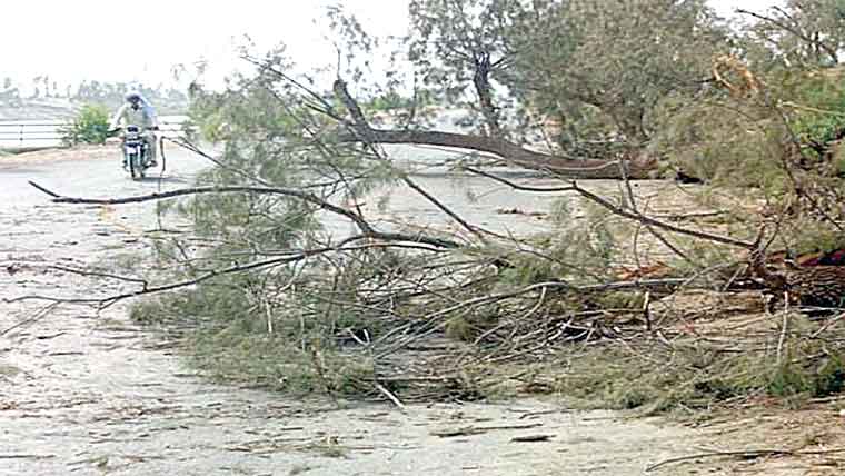 کوٹ ادو،ٹی پی لنک روڈپر گرنیوالے درخت سے حادثہ کاخدشہ