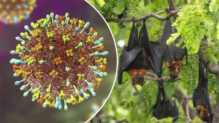 آسٹریلیا : بیٹ لیسا  وائرس سے ایک ہلاک 