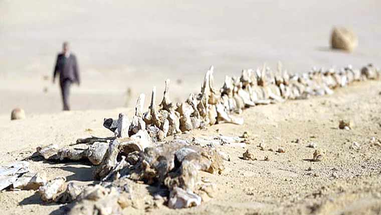 صدیوں پہلے وہیل کی ٹانگیں اور پاؤں بھی تھے ، تحقیق 