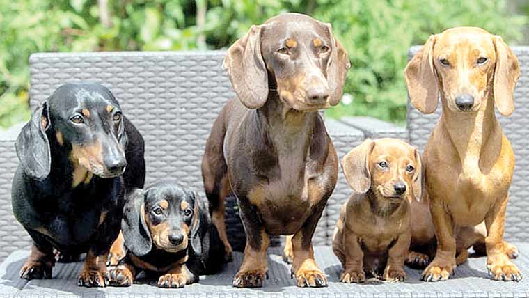  بھونکنے پر مجبور،کتوں کے درمیان پلنے والا بچہ ریسکیو