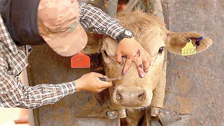 مکھیاں مارنے کیلئے مکھیاں جہازوں سے گرانے کا منصوبہ 