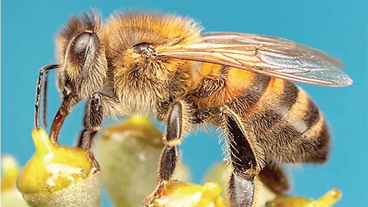 شہد کی مکھیوں کا دماغ کو کنٹرول کرنیوالی ہلکی ڈیوائس تیار