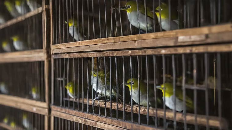 انڈونیشیا :نایاب پرندوں  کی سمگلنگ کی کوشش 1260جاون وائٹ آئی برآمد