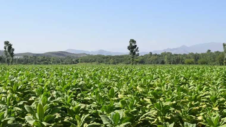 ماہرین کا ٹوبیکو بورڈ کو صوبائی کنٹرول میں دینے کی تجویز پر تحفظات 