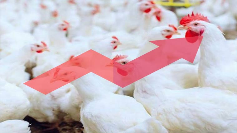 چناب نگر :مرغی کے گوشت کی قیمتیں بے قابو ،750تک پہنچ گیا