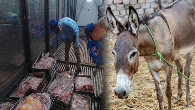 پختونخوا میں بھی گدھے کا گوشت  فروخت کرنیوالے 2 افراد گرفتار 