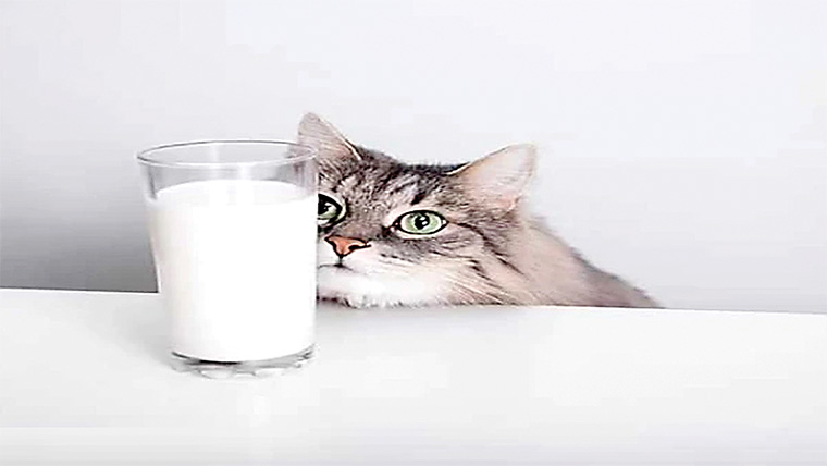 بیماریوں سے بچانے کیلئے بلیوں کو دودھ ہرگز نہ پلائیں