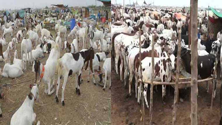 مویشی منڈی میں جانوروں کی تعداد ڈیڑھ لاکھ سے متجاوز
